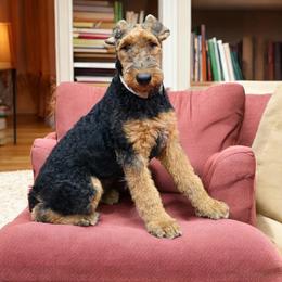 Girl 1 - Black and tan female Airedale Terrier puppy in Willow Spring, North Carolina from Reydaleterrydale Airedales