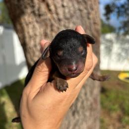 Reese - Black phantom female Aussiedoodle puppy in Spring Hill, Florida from Pawprint Dreams Boarding and Kennel