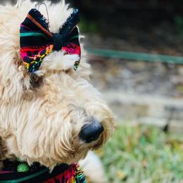 Goldendoodles from Castillo Bulldogs