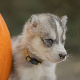 Siberian Husky Puppies from The Snow Dog Kennel