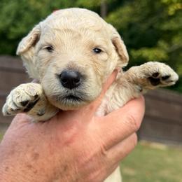 Red Collar - Cream female Goldendoodle puppy in Ringgold, Georgia from Sweet B’s Goldendoodles