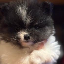 Ross - Tri-colored male Pomeranian puppy in Edmond, Oklahoma from My Sun & Moon Poms