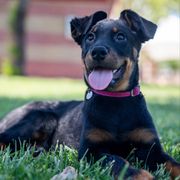 Hot Pink Girl - Black and rust female Beauceron puppy in Henderson, Nevada from Joie de Vie Beaucerons