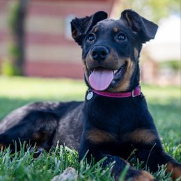 Hot Pink Girl - Black and rust female Beauceron puppy in Henderson, Nevada from Joie de Vie Beaucerons