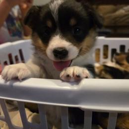 Looma - Black and tan female Pembroke Welsh Corgi puppy in Necedah, Wisconsin from The 6Ks Paws and Hobbies