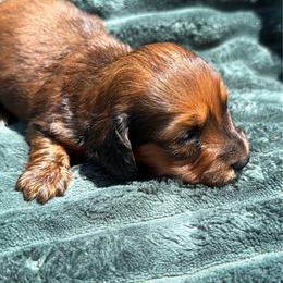 Penny - Red female Dachshund puppy in California from Wooofyland LLC