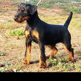 Bonnie - Jagdterrier
