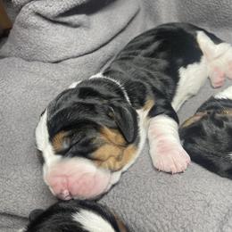 Cynna - Black brown and white female Basset Hound puppy in Idaho Falls, Idaho from Peach Blossom Bassets