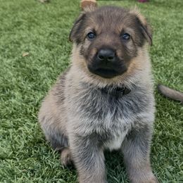 German Shepherd Puppies from Elite Haus K9