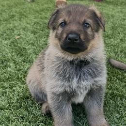 German Shepherd Puppies from Elite Haus K9