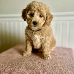 Cap'n Crunch - Apricot male Goldendoodle puppy in Taylorsville, North Carolina from Heartfelt Doodles