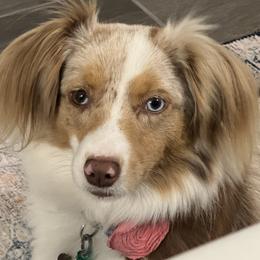 Daphne - Toy Australian Shepherd