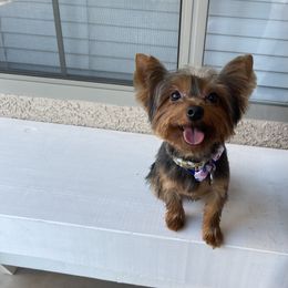 Boba - Yorkshire Terrier