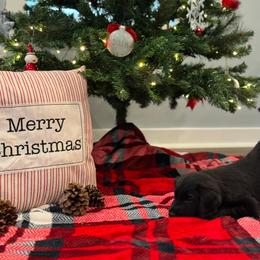 Flat-Coated Retriever Puppies from Flatline Flat-Coated Retrievers