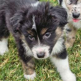 Black Tri-2 browns - Black tri-color male Australian Shepherd puppy in Piedmont, Oklahoma from HeartDriven Aussies