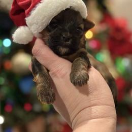 Biewer Terrier and Russian Salon Dog Puppies from Petit Bijou