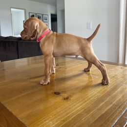 Boy 1 - Vizsla puppy in Copenhagen, New York from River Falls Kennel