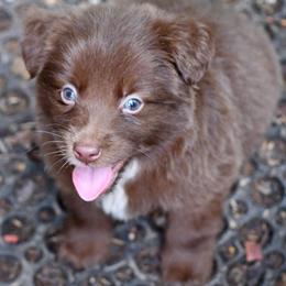 Pez - Red & white male Miniature Australian Shepherd puppy in Patterson, North Carolina from DreamLine Aussies