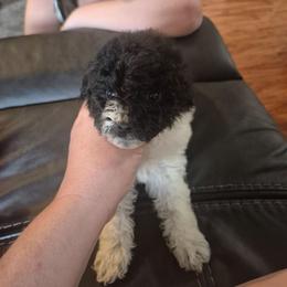 Milo - Black & white male Maltipoo puppy in Everett, Washington from Meadows Ranch