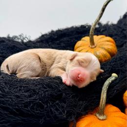 Buck - Apricot male Goldendoodle puppy in Philadelphia, Mississippi from Oakie Doodles