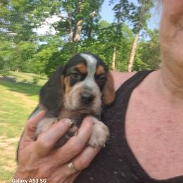 Basset Hound and Beagle Puppies from Orange Mountain Basset Hounds & Beagles