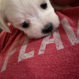 Maltese Puppies from Ayres to Heirs Puppy Co.