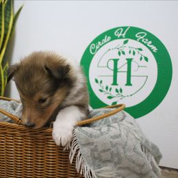 Cairn - Sable female Collie puppy in Versailles, Indiana from Circle H Farm