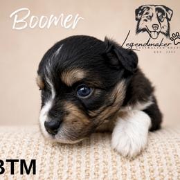 Boomer - Blue merle male Miniature American Shepherd puppy in Leitchfield, Kentucky from Legendmaker MAS