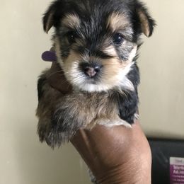 Myla - Black and tan female Yorkshire Terrier puppy in Shaker Heights, Ohio from FiFi-s Pups