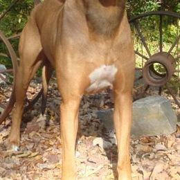 Cavalier King Charles Spaniels, Rhodesian Ridgebacks, and Salukis from Tubila