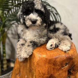 Nitro - Blue merle male Sheepadoodle puppy in Los Angeles, California from Exquisite Doodles