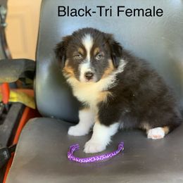 Australian Shepherd Puppies from LIT Aussies