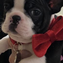 Boston Terriers from Melissa Holifield