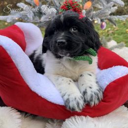 Gladys - White and black female Newfoundland puppy in Cambridge, Ohio from Sweet Creek Pups