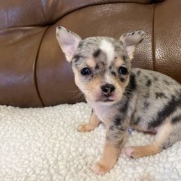 Chihuahua and Shih Tzu Puppies from CrazyLove Kennels