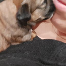 Shih Tzu Puppies from N.F.S.T Imperial ShihTzu Puppies.