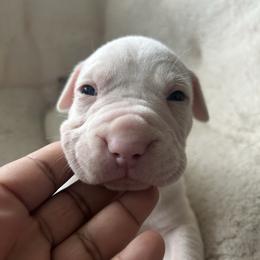 Halo - White female American Pit Bull Terrier puppy in Frederick, Maryland from •Wyngate Pits•