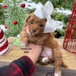 Bernedoodle, Cavalier King Charles Spaniel, Cavapoo, Goldendoodle, and Poodle Puppies from Gypsi Doodles & Poodles LLC.
