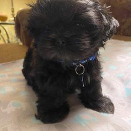 Shih Tzu Puppies from Sapphire Shih-Tzu's of Ohio