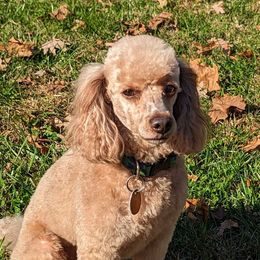 Jasper - Poodle