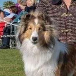 Kelce - Shetland Sheepdog