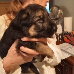 Boy 1 black collar - Black and tan male German Shepherd puppy in Nye, Montana from Duke AKC Shepherds