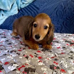 Murphy (Jelly Bean) - Red male Dachshund puppy in Wolf Lake, Indiana from Canisteo Dachshunds