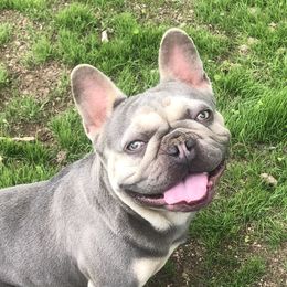 Boss - French Bulldog