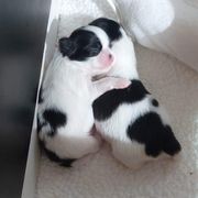 Japanese Chin Puppies from Carousel Chin