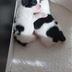 Japanese Chin Puppies from Carousel Chin