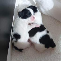 Japanese Chin Puppies from Carousel Chin