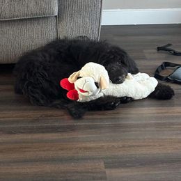 Assorted Doodle Crosses and Sheepadoodle Puppies from Sweet Creek Pups
