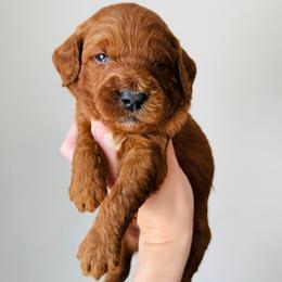 Murphy - Red  male Goldendoodle puppy in Auburn, Indiana from Martin’s Doodles