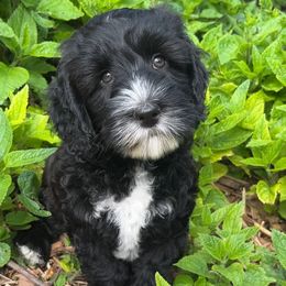 Annie Oakley - Black and chalk Australian Labradoodle puppy in Duck River, Tennessee from Sunday Doodles